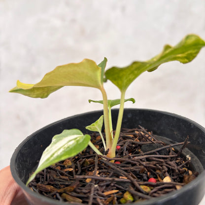 Anthurium Golden Sunrise x AOS Tezula x papilillaminum ORYN Variegated
