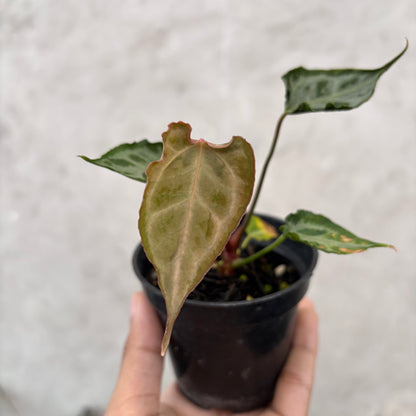 Anthurium Muchlis x Red Crystallinum Selected