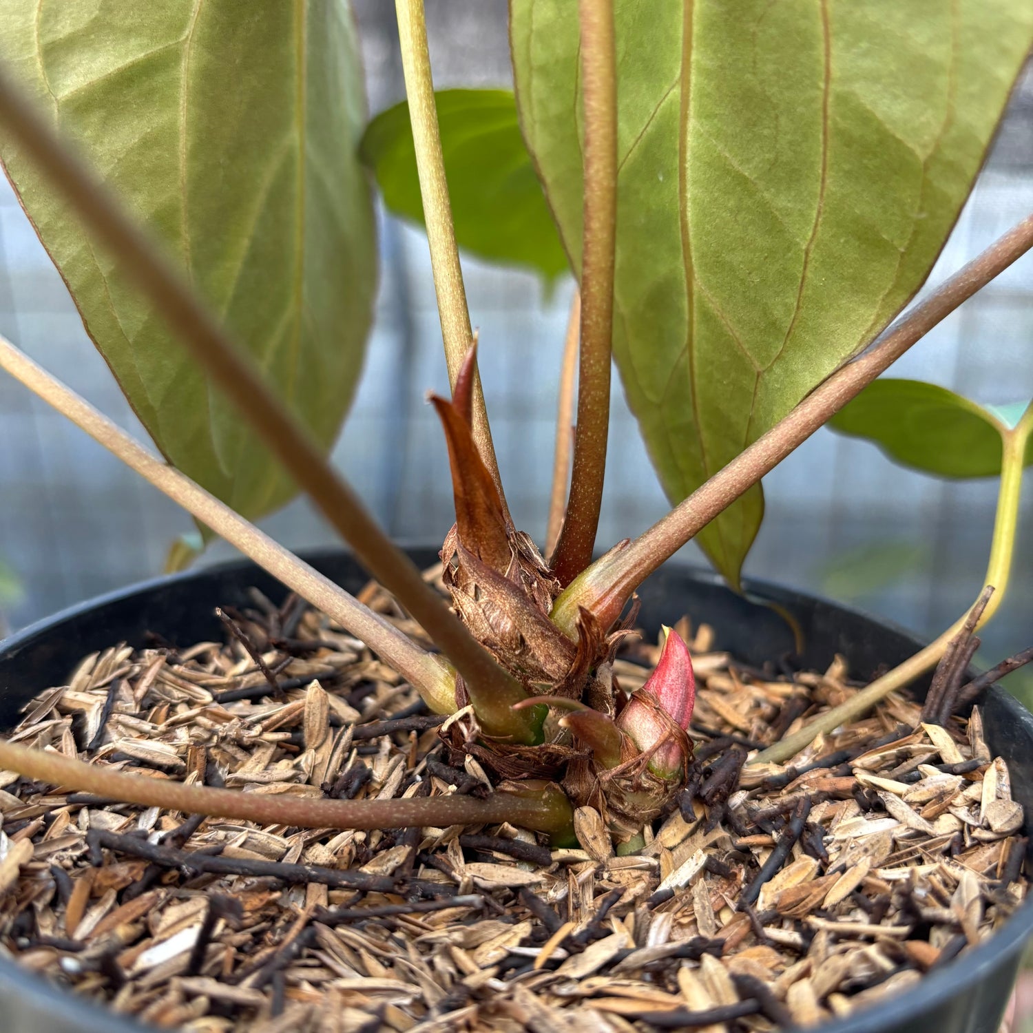 RP9-9 Anthurium Red Spider Selected