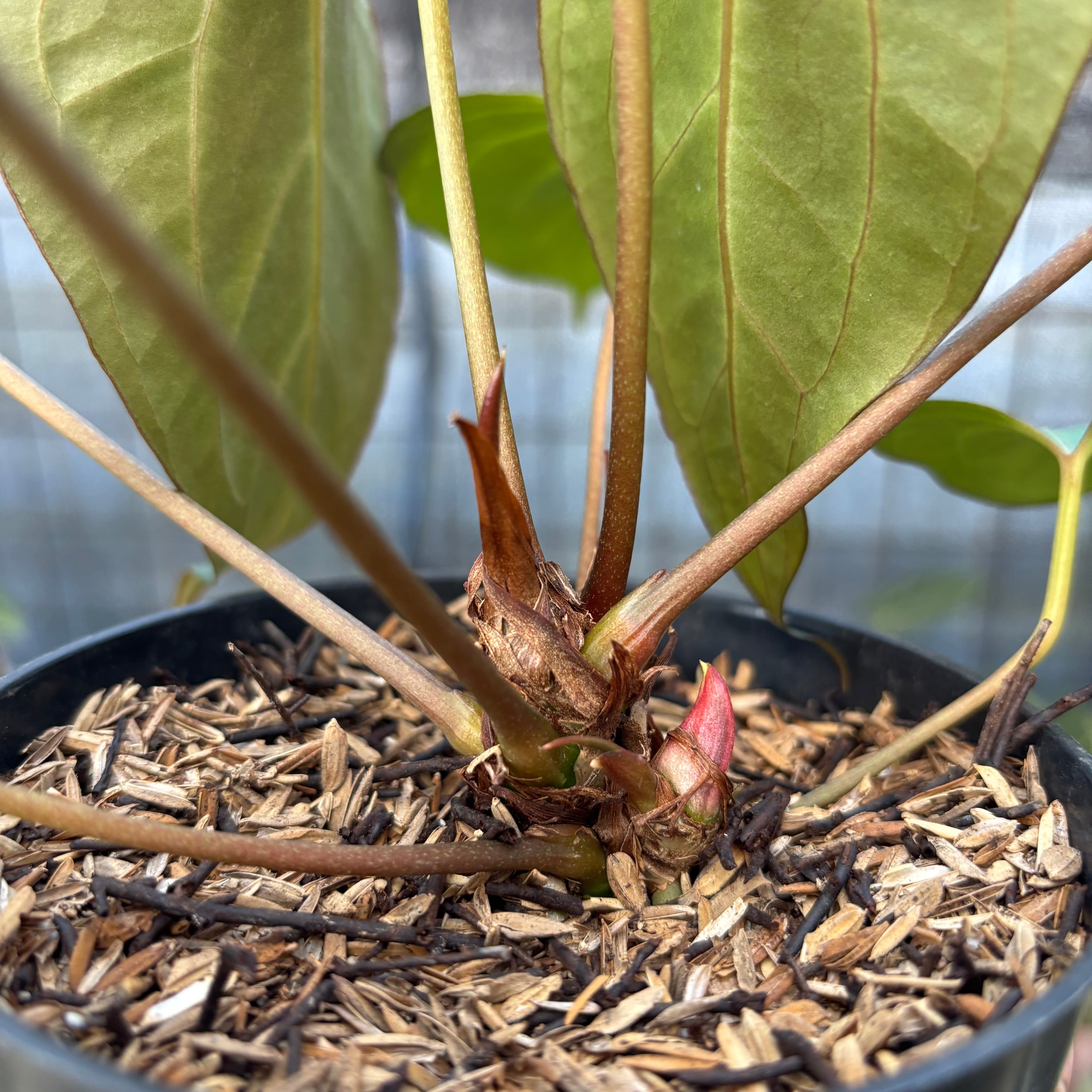 RP9-9 Anthurium Red Spider Selected