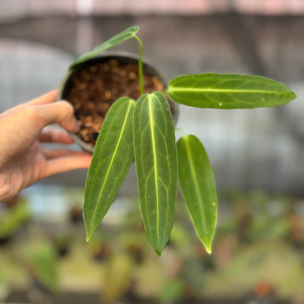 RP27-9 Anthurium Warocqueanum