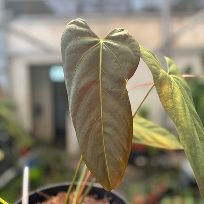 Anthurium Fort Sherman x Portillae