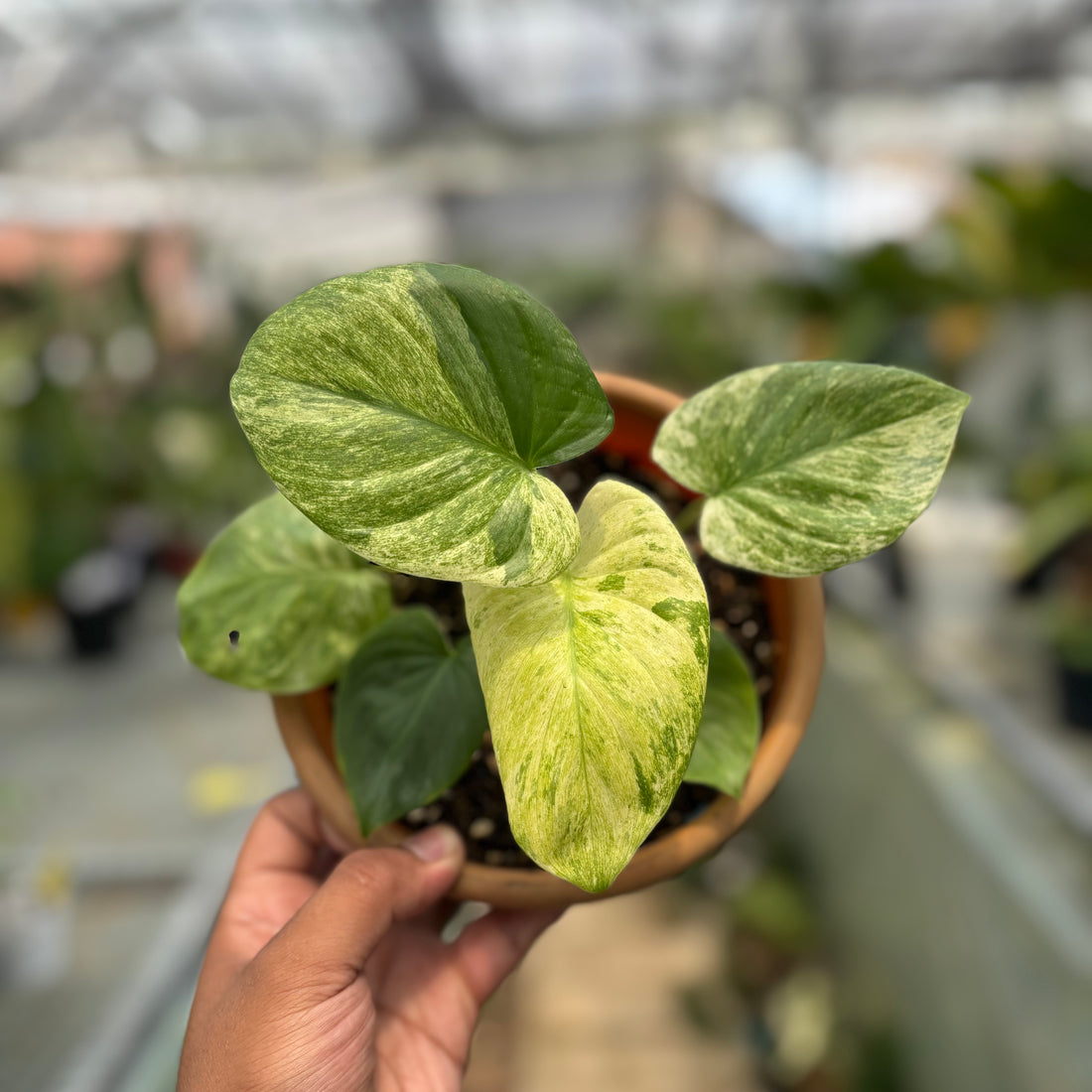 RP001-3 Homalomena Pendula Variegated