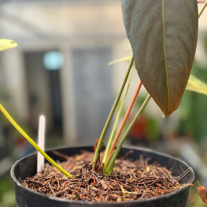 Anthurium Fort Sherman x Portillae