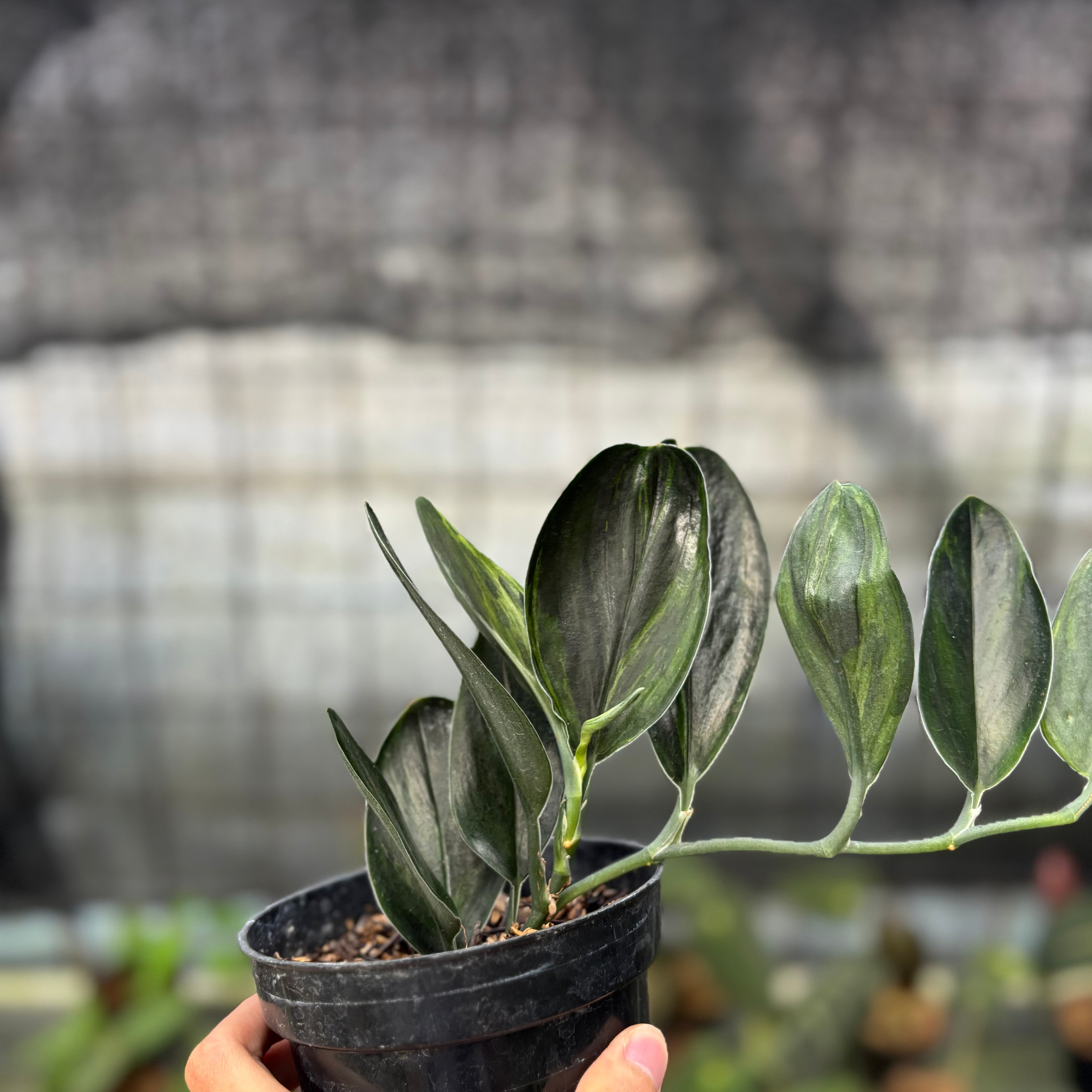 RP1-9 Scindapsus Treaubi Black Variegated