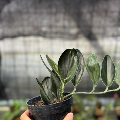 RP1-9 Scindapsus Treaubi Black Variegated