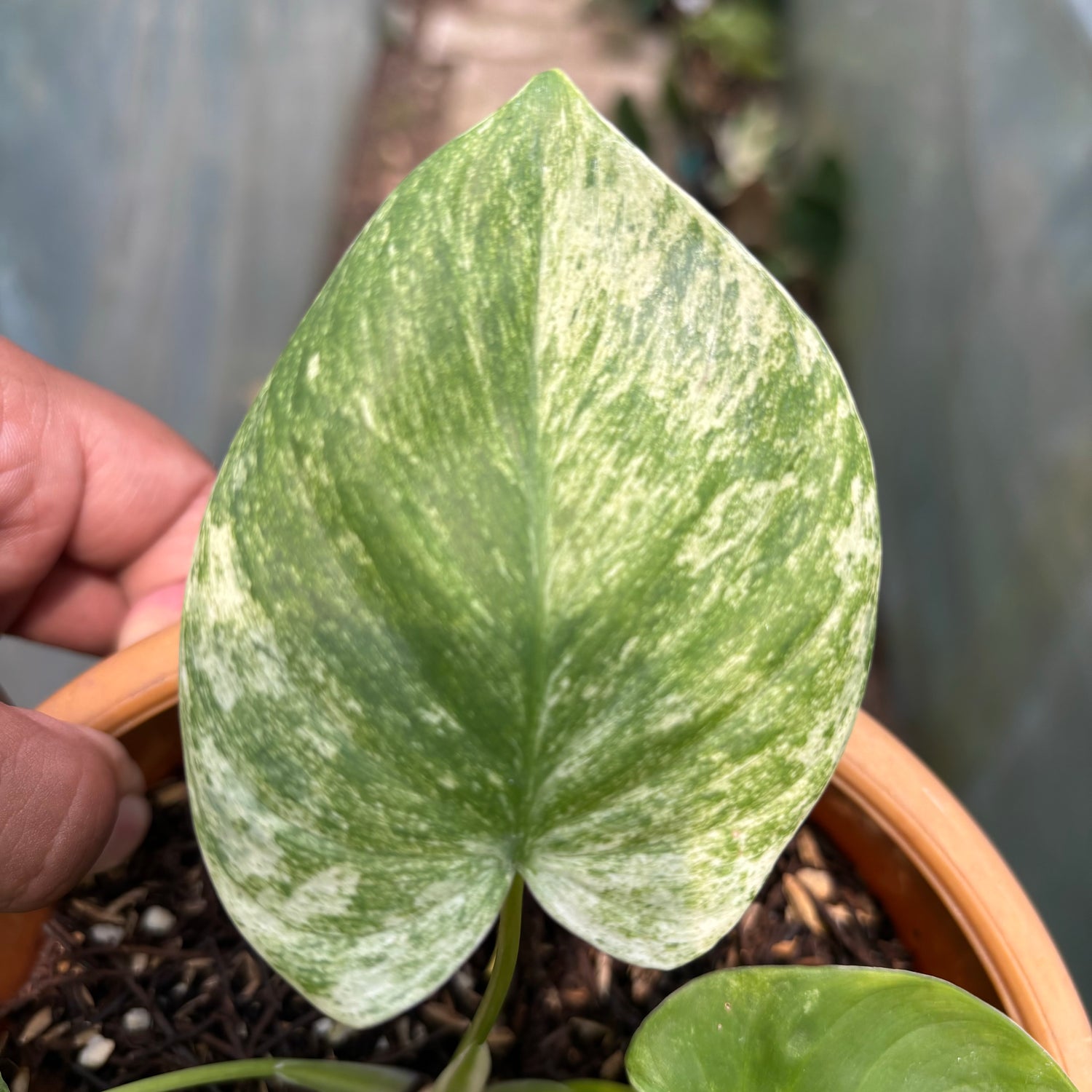 RP001-3 Homalomena Pendula Variegated