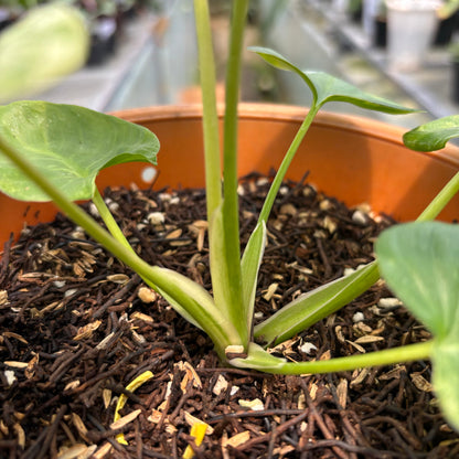 Homalomena Pendula Variegated