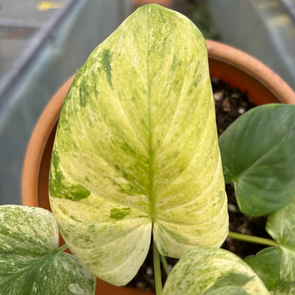 Homalomena Pendula Variegated