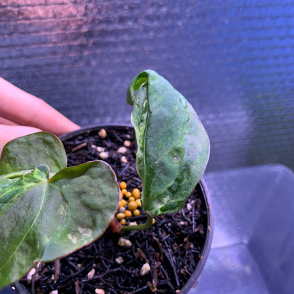RP67-8	Anthurium Papilillaminum Mutation