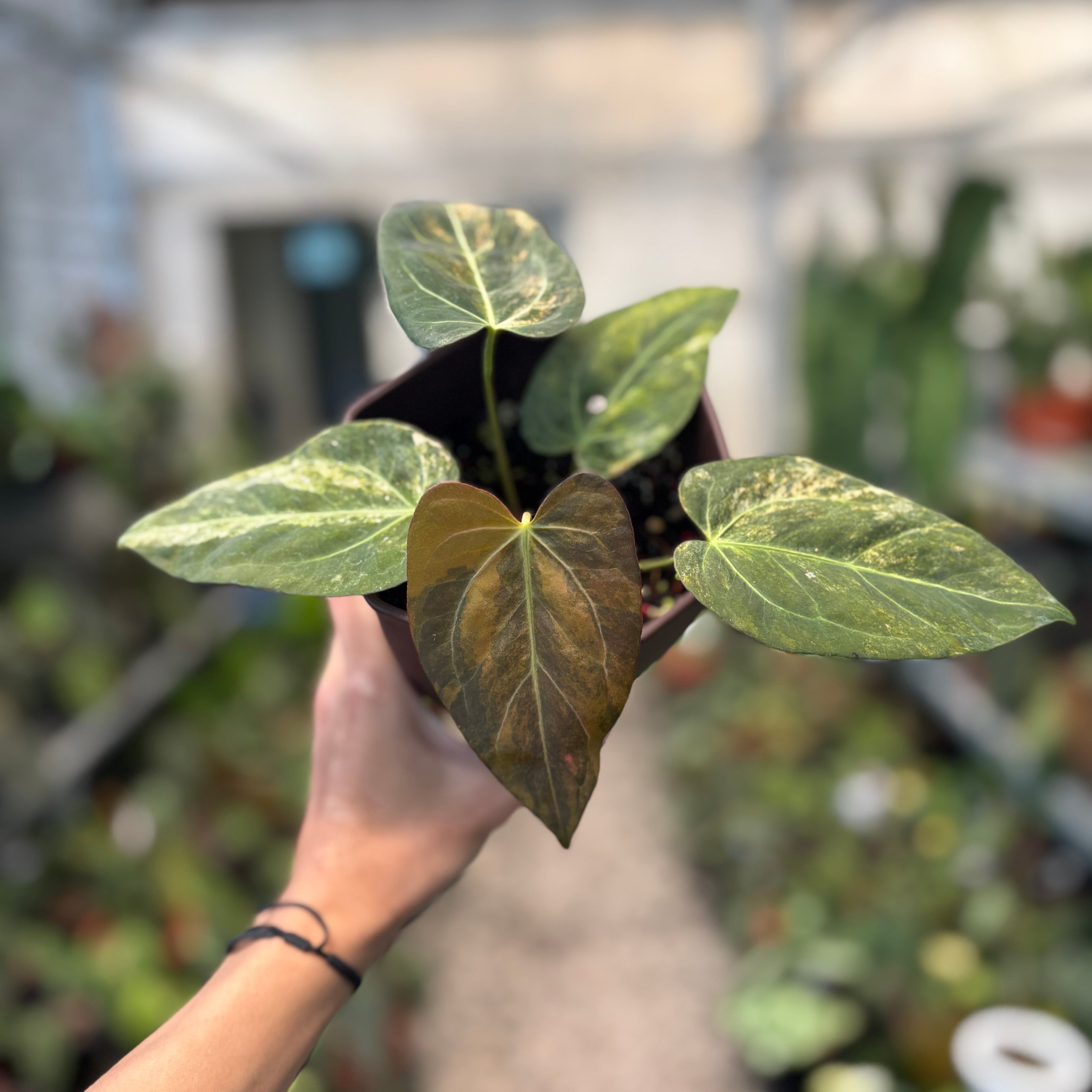 Anthurium Papilillaminum x (Papi x Red Crystal)