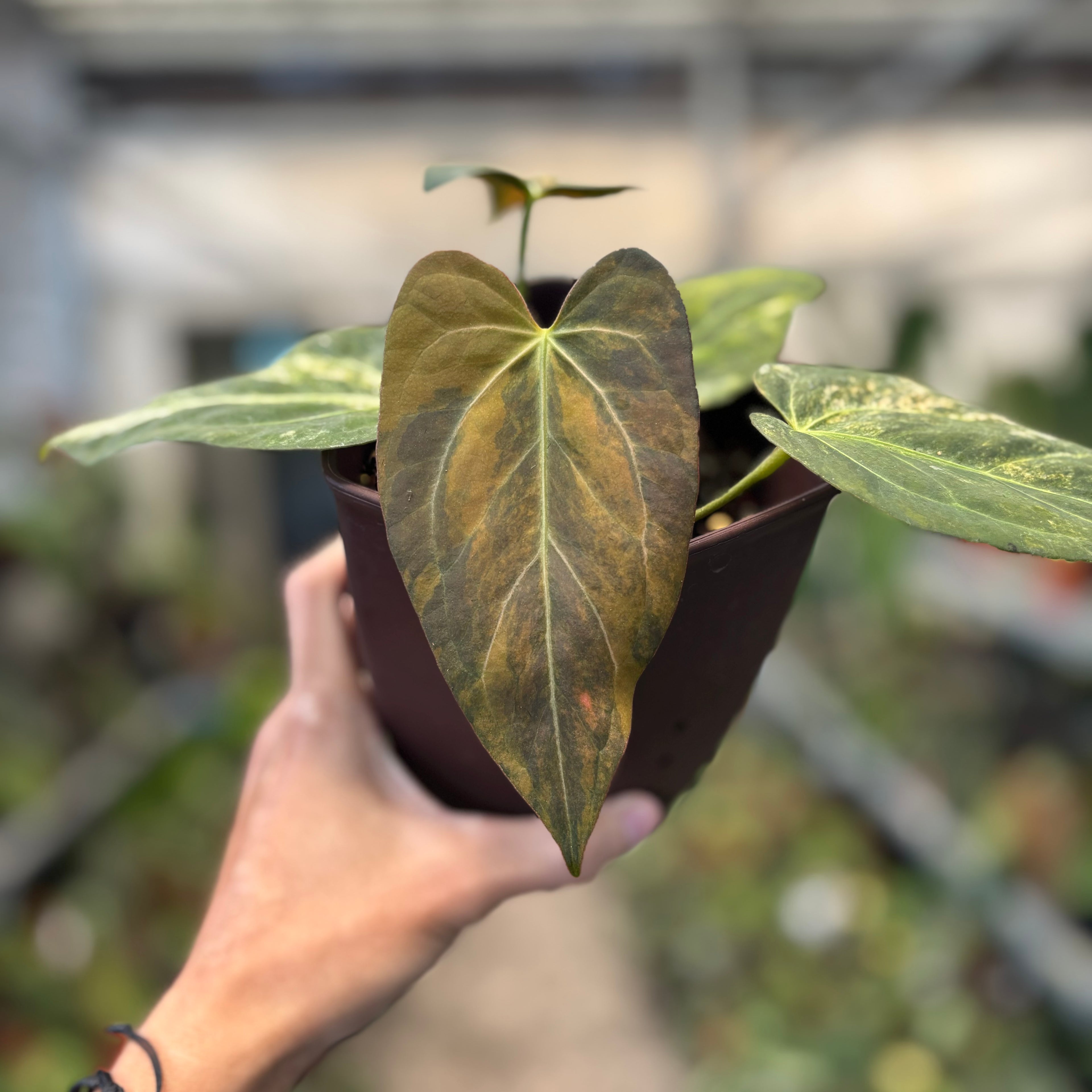 Anthurium Papilillaminum x (Papi x Red Crystal)