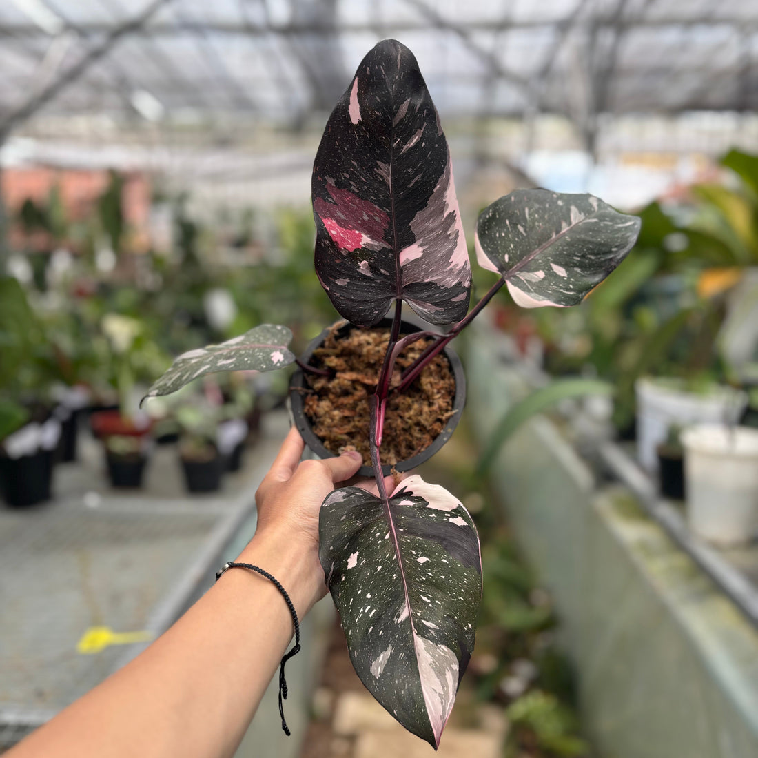🎁 Philodendron Red Anderson (100% off)