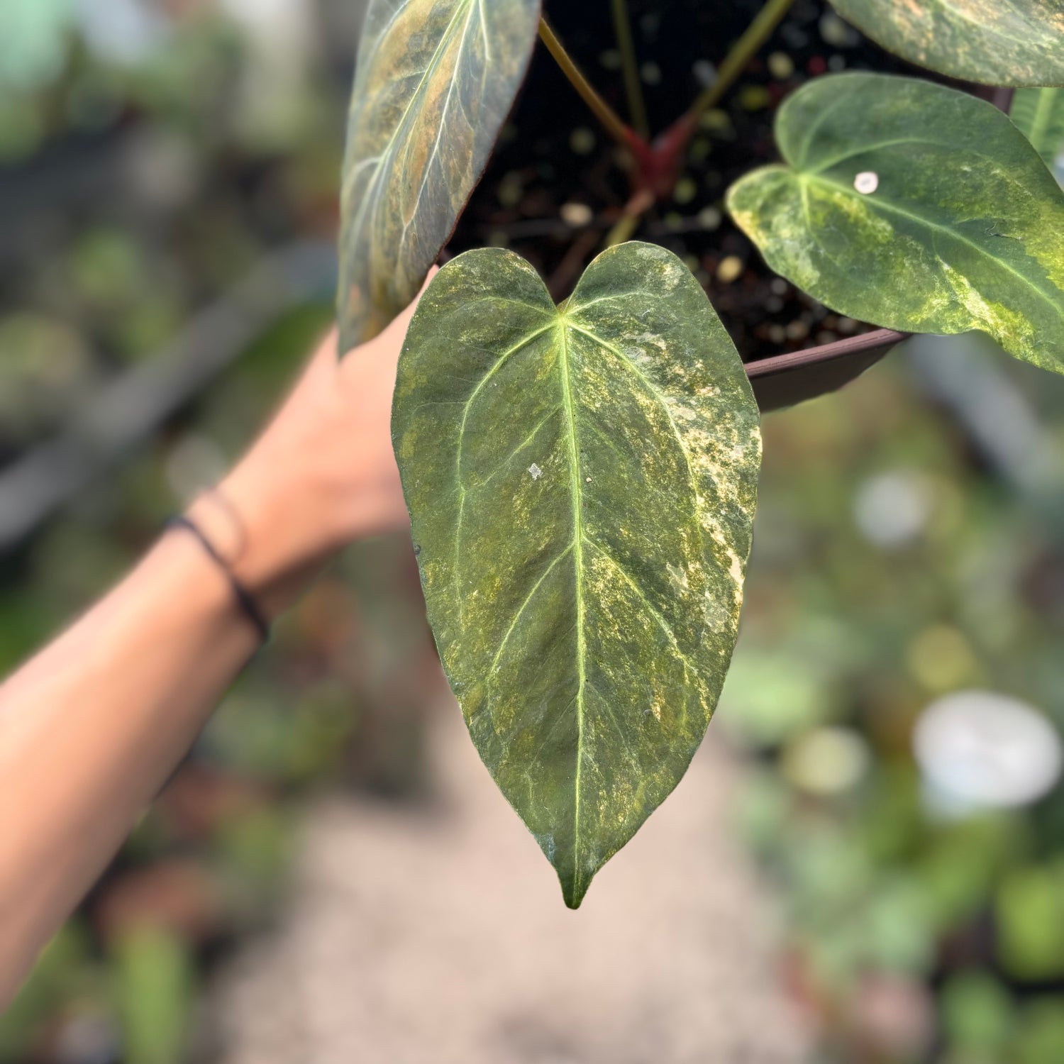 Anthurium Papilillaminum x (Papi x Red Crystal)