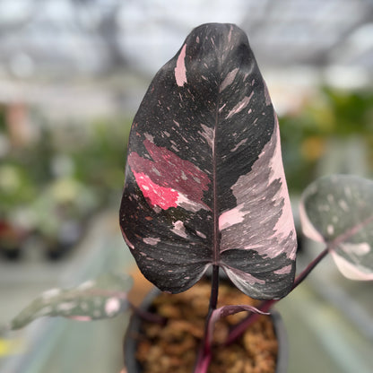red anderson philodendron vs pink princess Philodendron Red Anderson