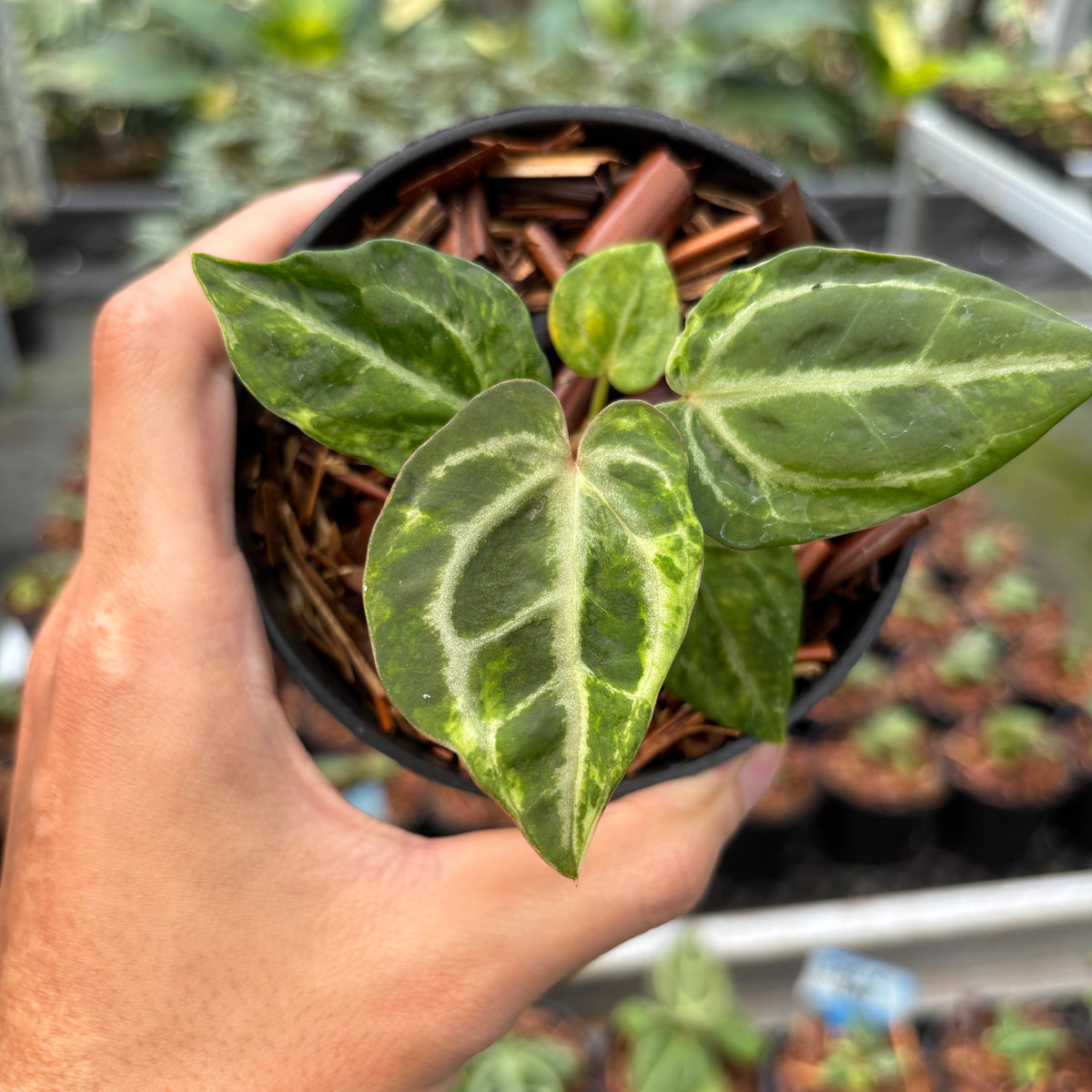Anthurium SKG Self