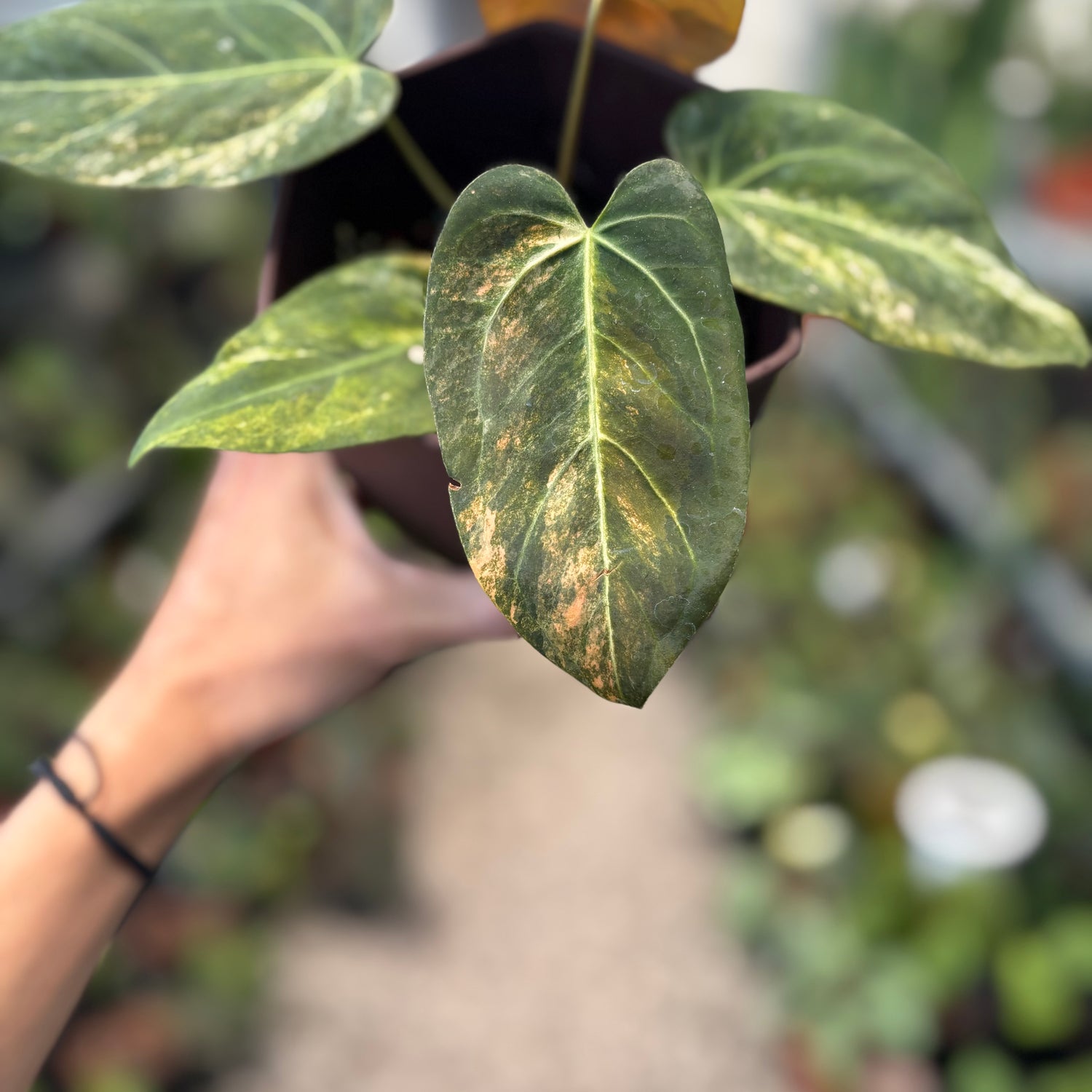 Anthurium Papilillaminum x (Papi x Red Crystal)