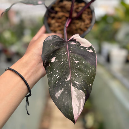 red anderson philodendron for sale Philodendron Red Anderson