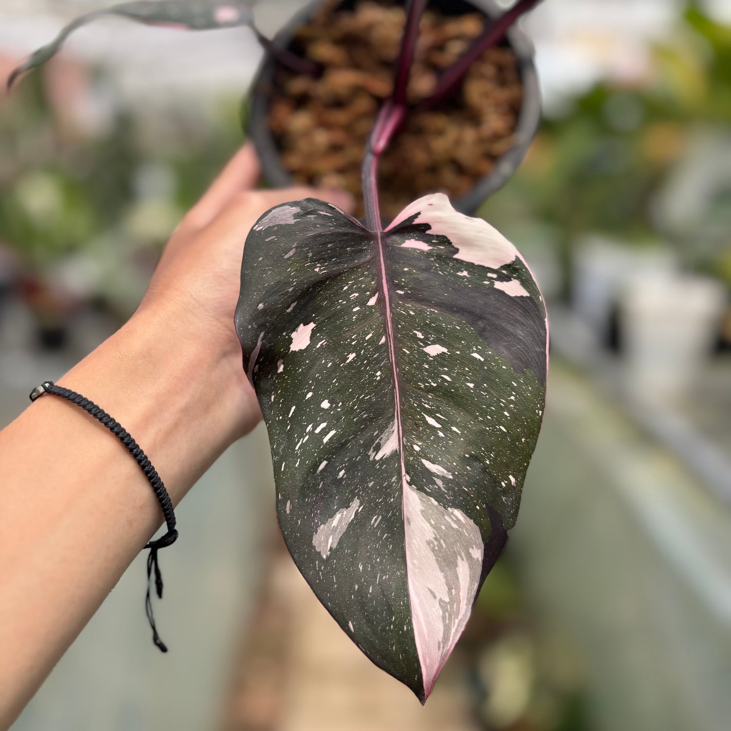 Philodendron Red Anderson