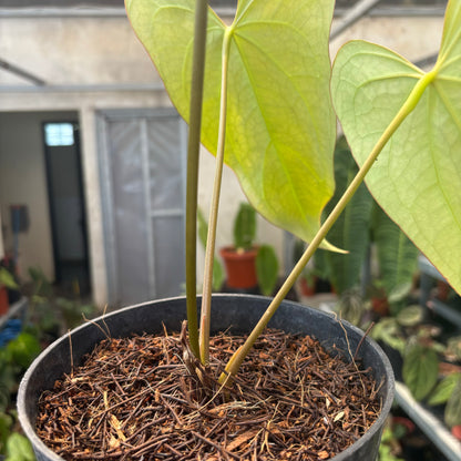 Anthurium Papillilaminum x Portillae Long