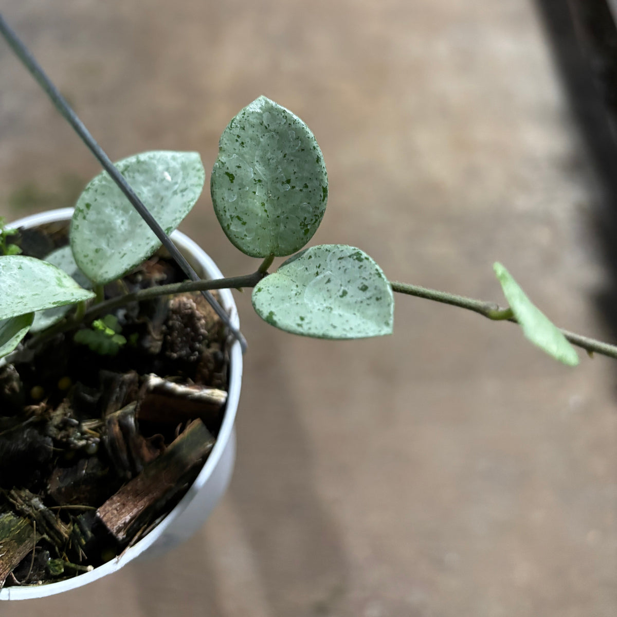 Hoya Mathilde Silver