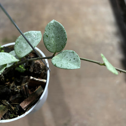 Hoya Mathilde Silver