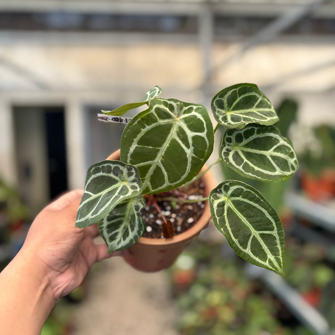 Anthurium Silver Forgetii