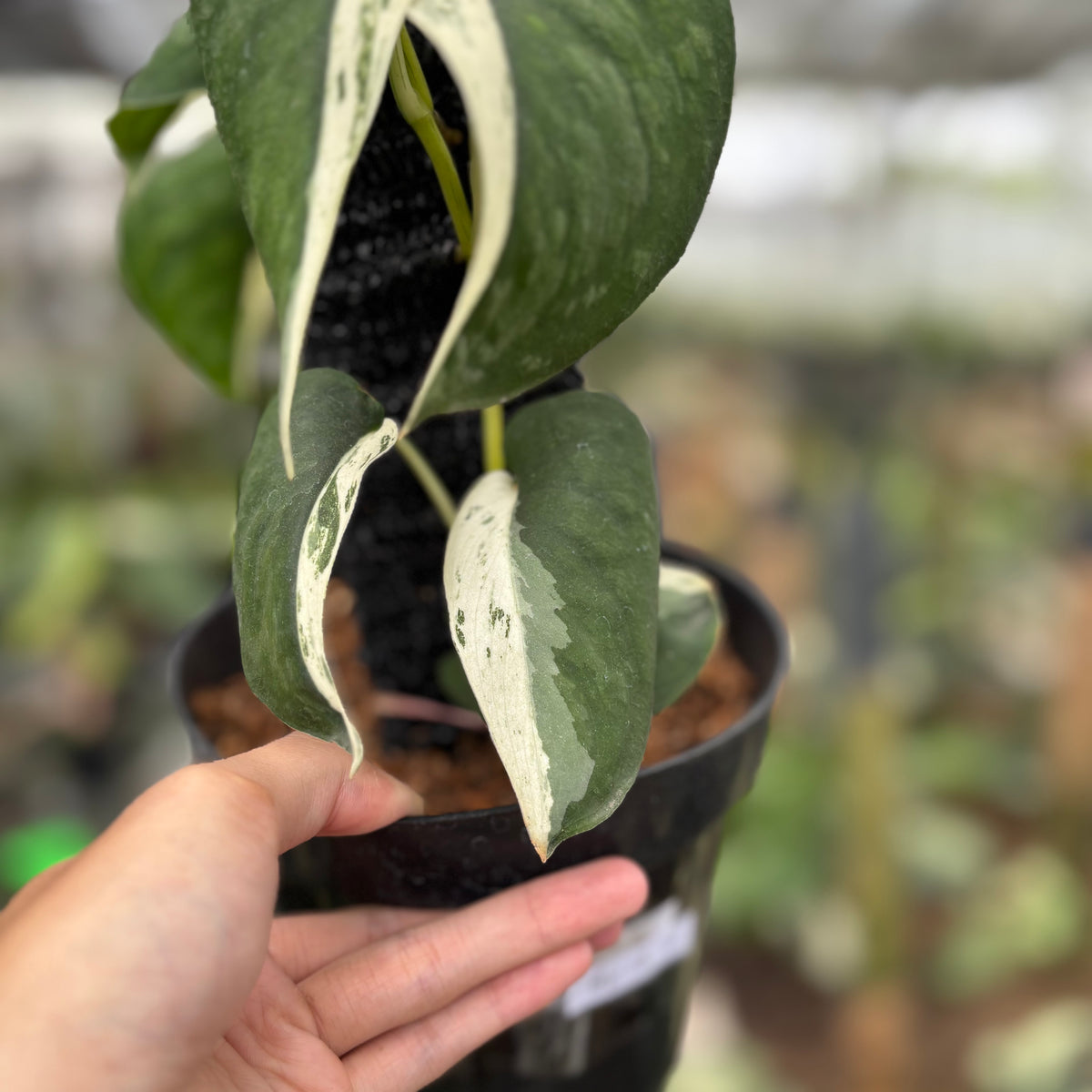 RP18-10	Scindapsus Silver Satin Halfmoon