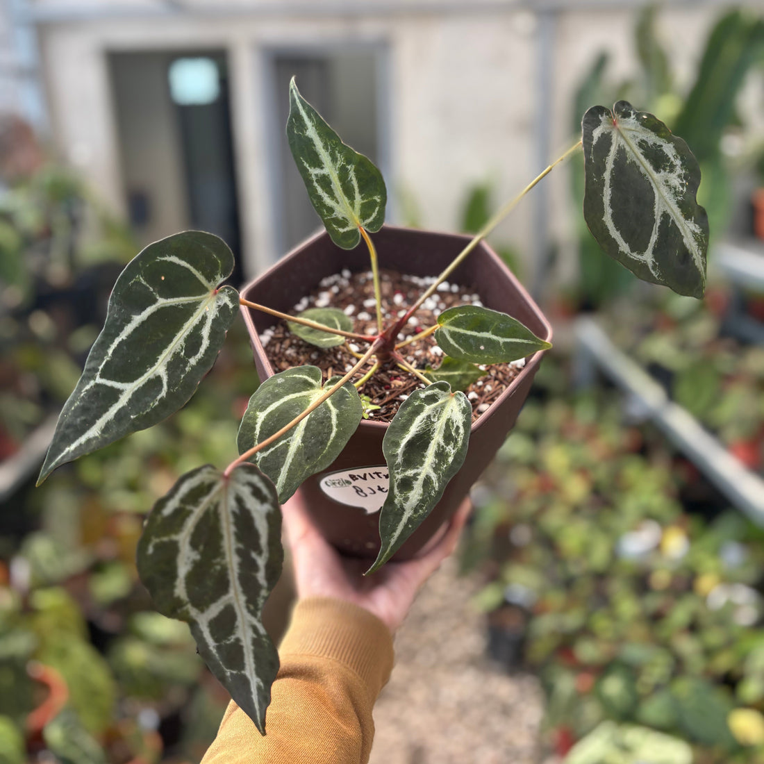 Anthurium Red Crystal Venom