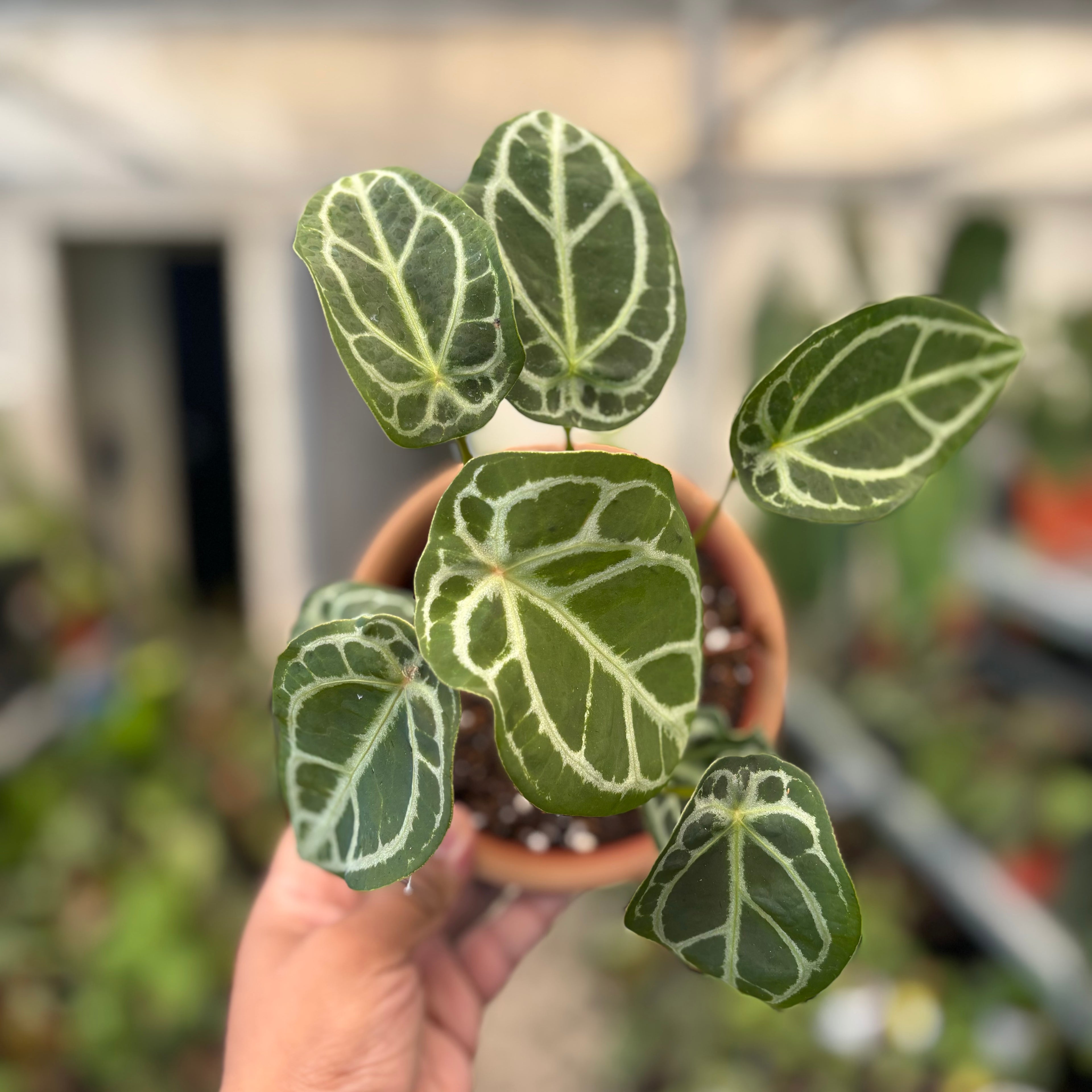 Anthurium Silver Forgetii