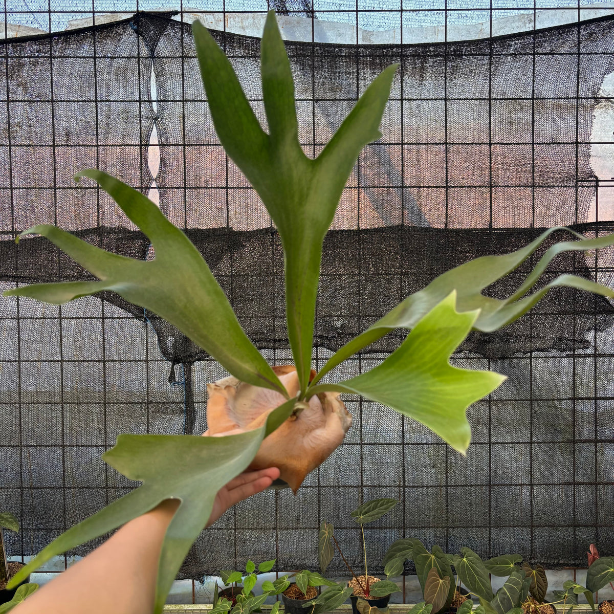 RP25-9 Platycerium Walichii