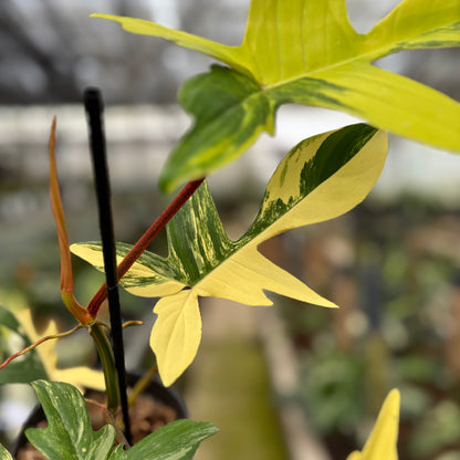 RP16-10	Philodendron Florida Beauty Mature Size