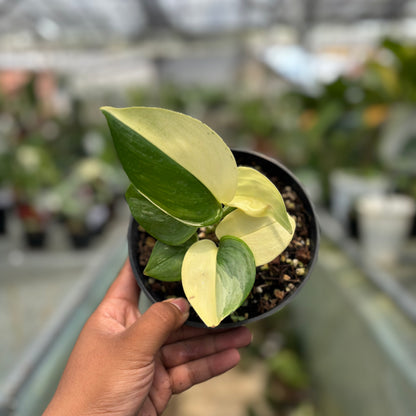 Scindapsus Moonlight Albo Variegated