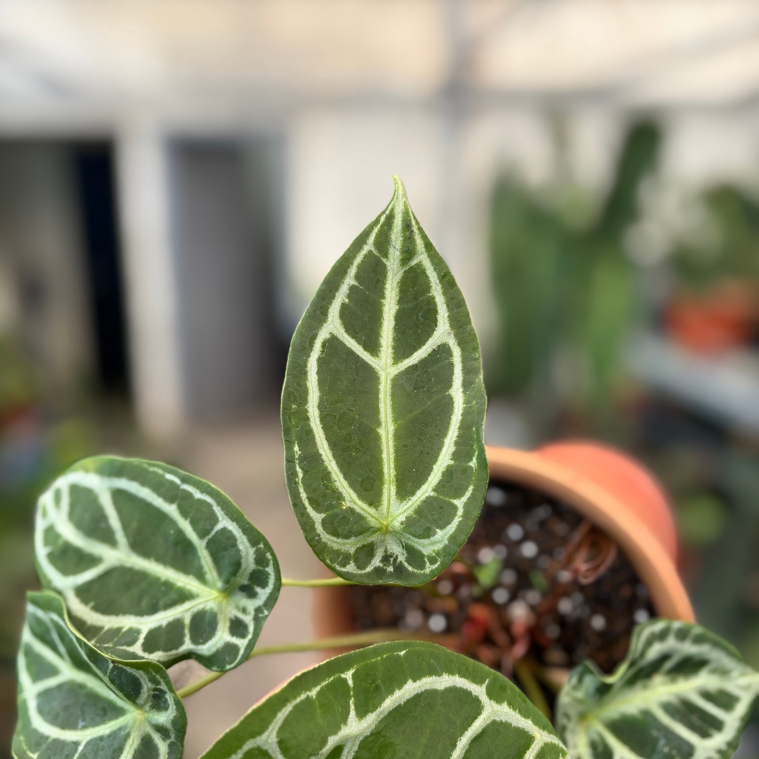 Anthurium Silver Forgetii