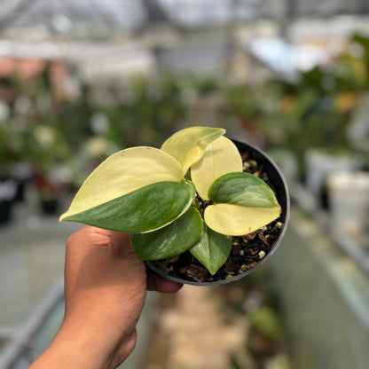 Scindapsus Moonlight Albo Variegated