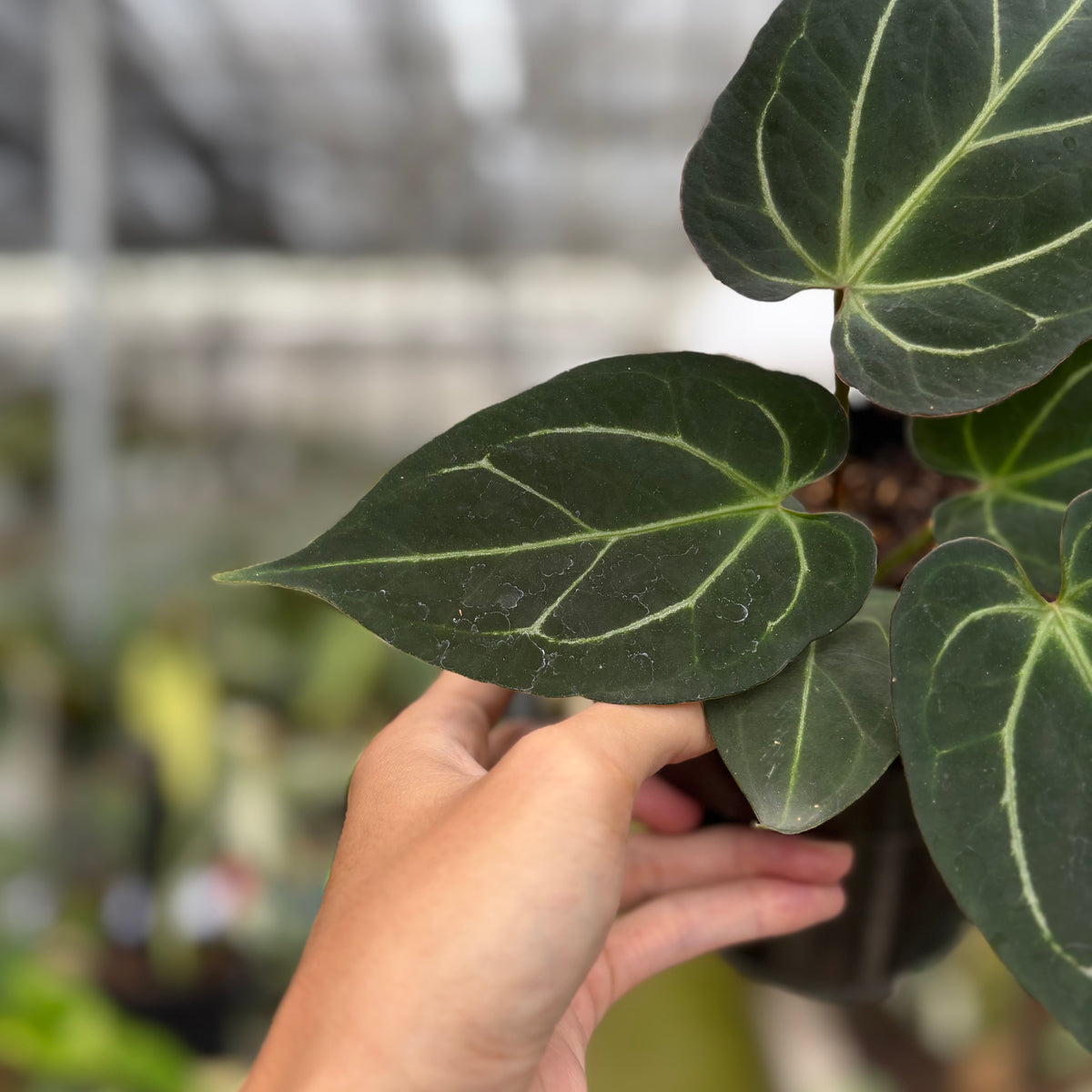 RP11-10 Anthurium KOS x Papilillaminum