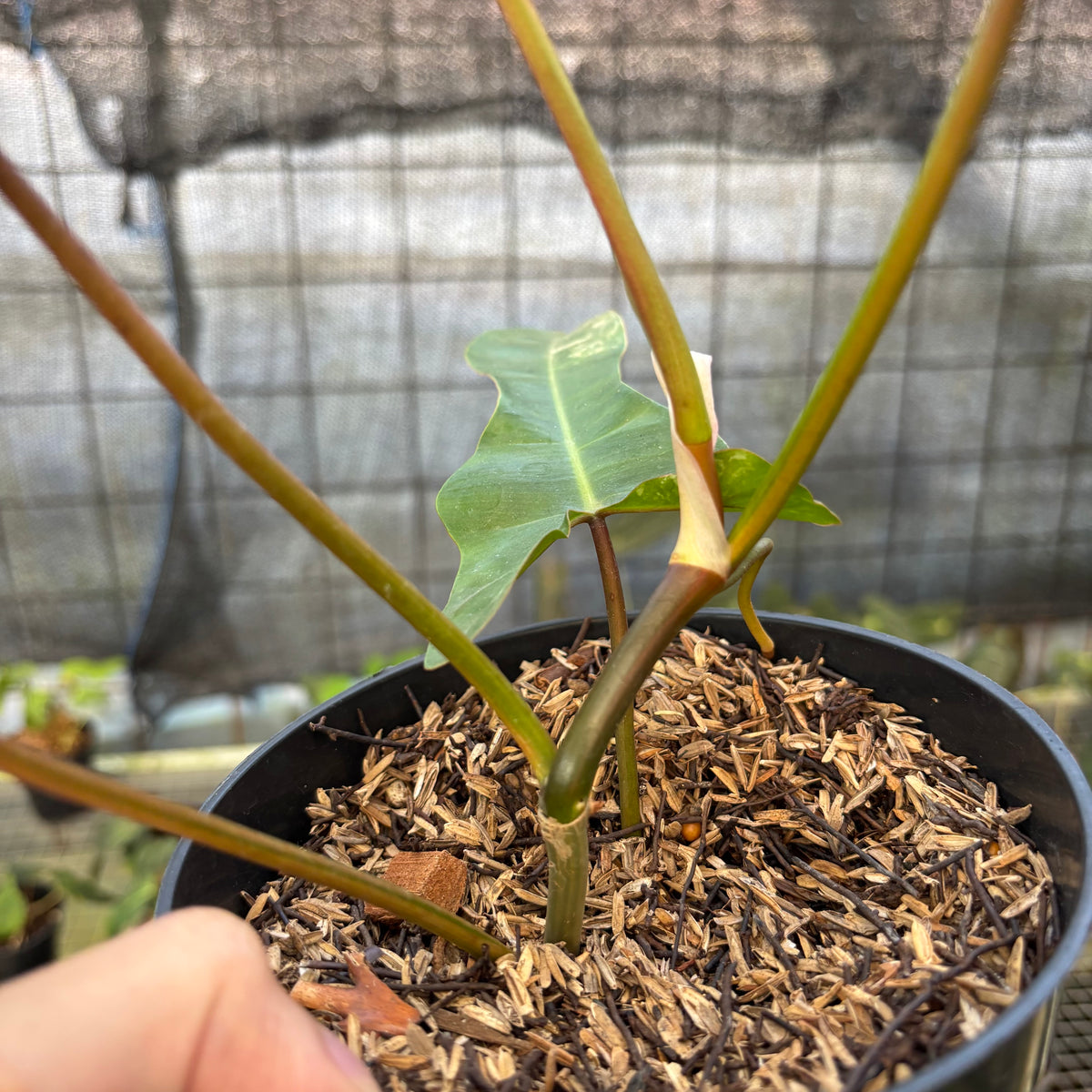 RP14-9 Philodendron Domesticum x Atabaphoense Variegated