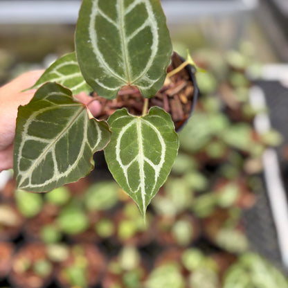 Anthurium Hellboy x Muchlis RC