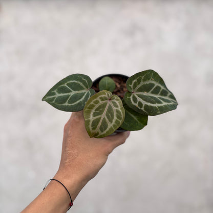 Anthurium Chocolate x Red Crystallinum