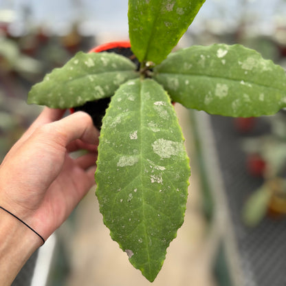 Hoya Undulata "Dikaya Priroda"