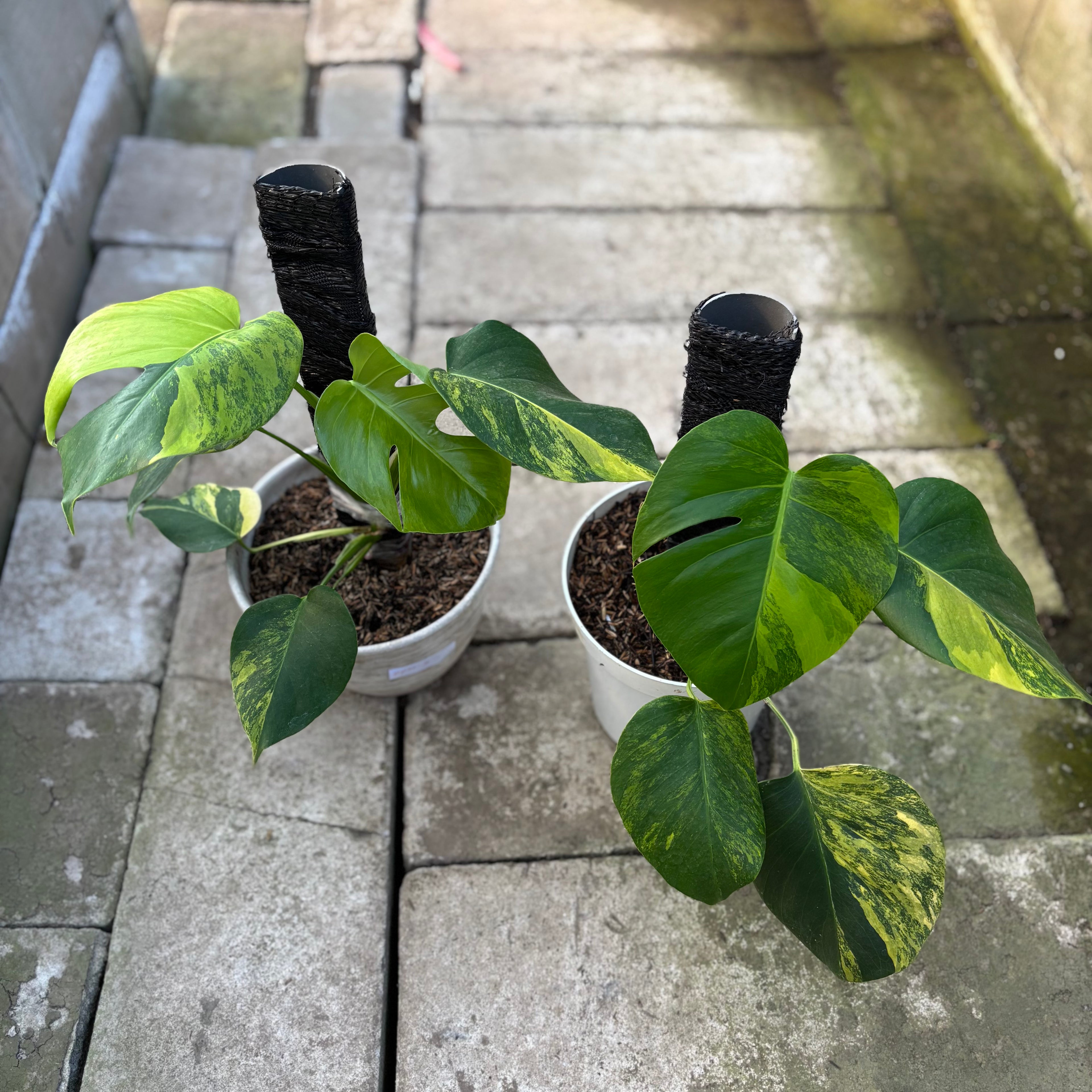 RP30-9 Monstera Yellow Variegated "Marmorata" (2 pcs)