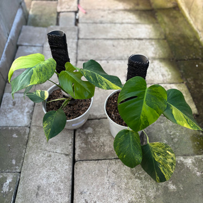 RP30-9 Monstera Yellow Variegated "Marmorata" (2 pcs)