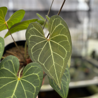 RP5-10 Anthurium Clarinervium Hybrid