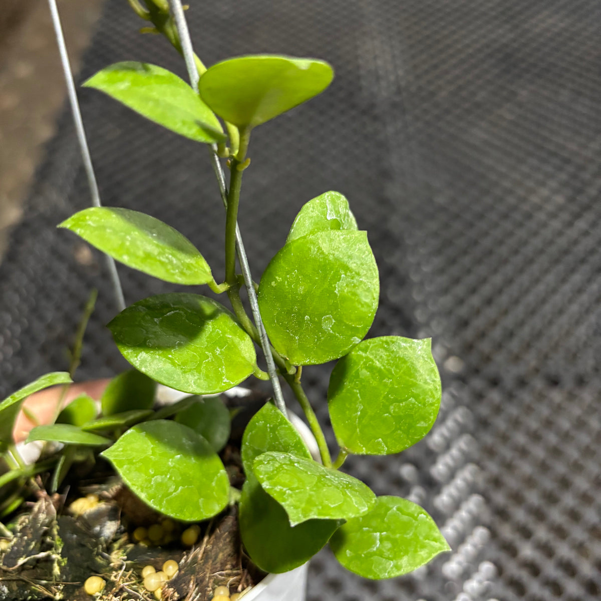 Hoya Lacunosa Aceh