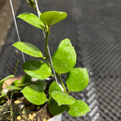 Hoya Lacunosa Aceh