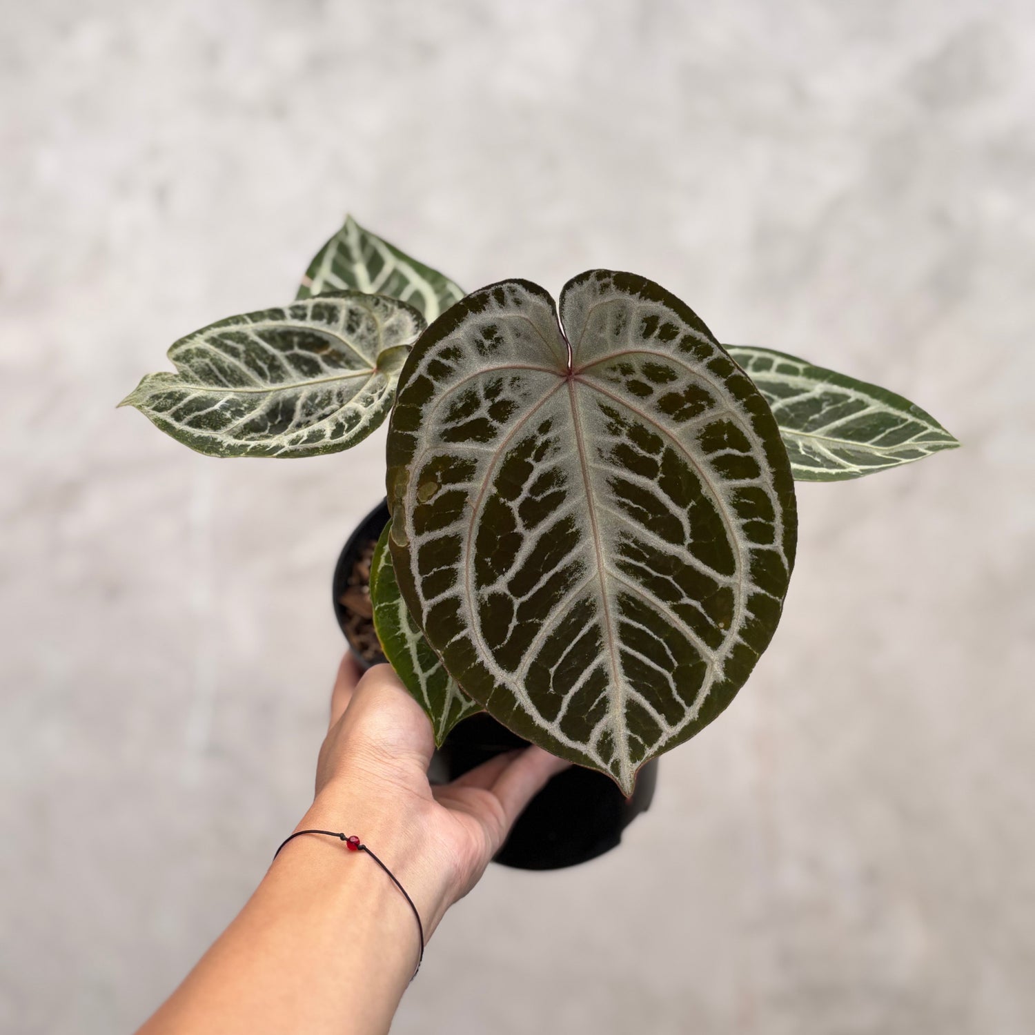 Anthurium Red Tiger Super Selected
