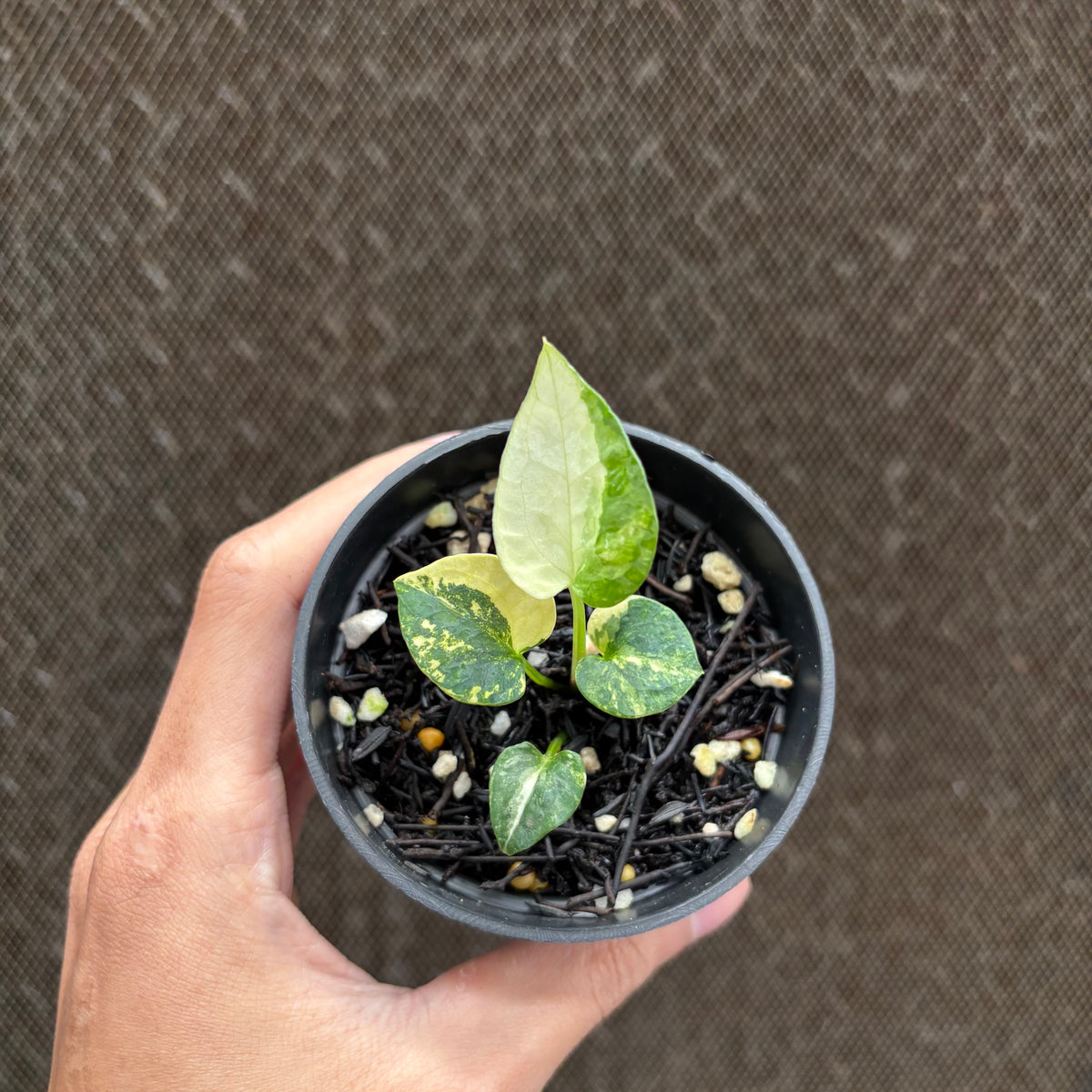 RP32-10	Anthurium AOS Tezula Variegated
