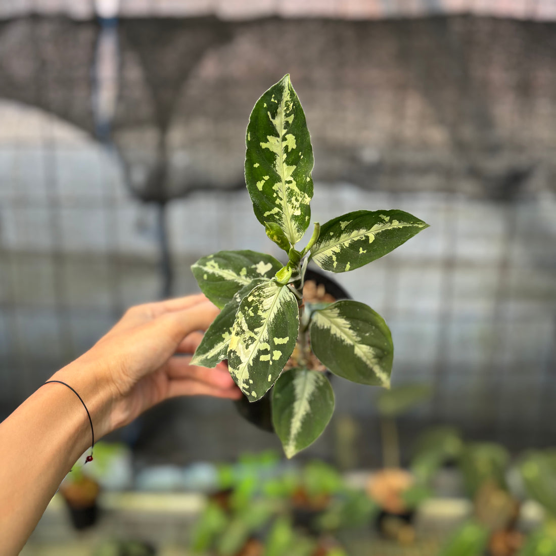 RP4-9 Aglaonema Pictum Beecolor Variegated