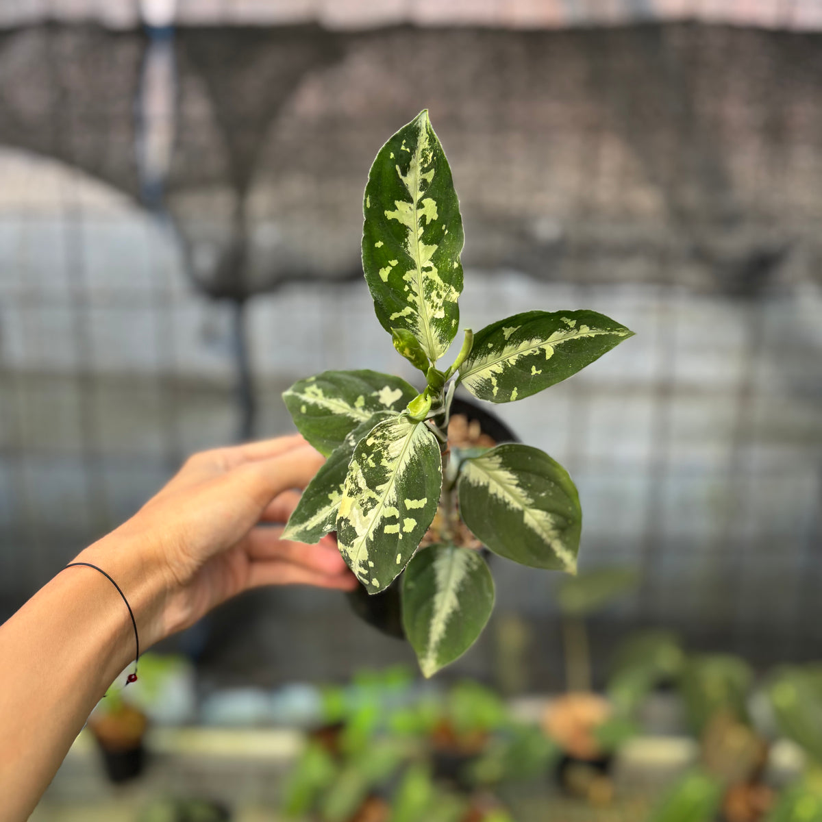 RP4-9 Aglaonema Pictum Beecolor Variegated