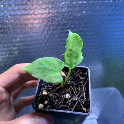 RP66-8	Anthurium Red Hawk x Blue Papilillaminum Mint